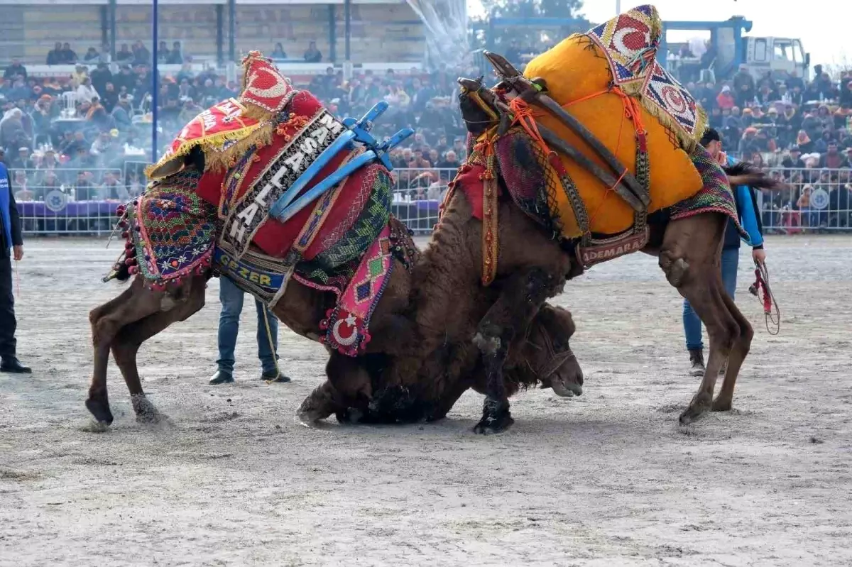 Karpuzlu’da Deve Güreşleri İçin Hazırlıklar Tamamlandı