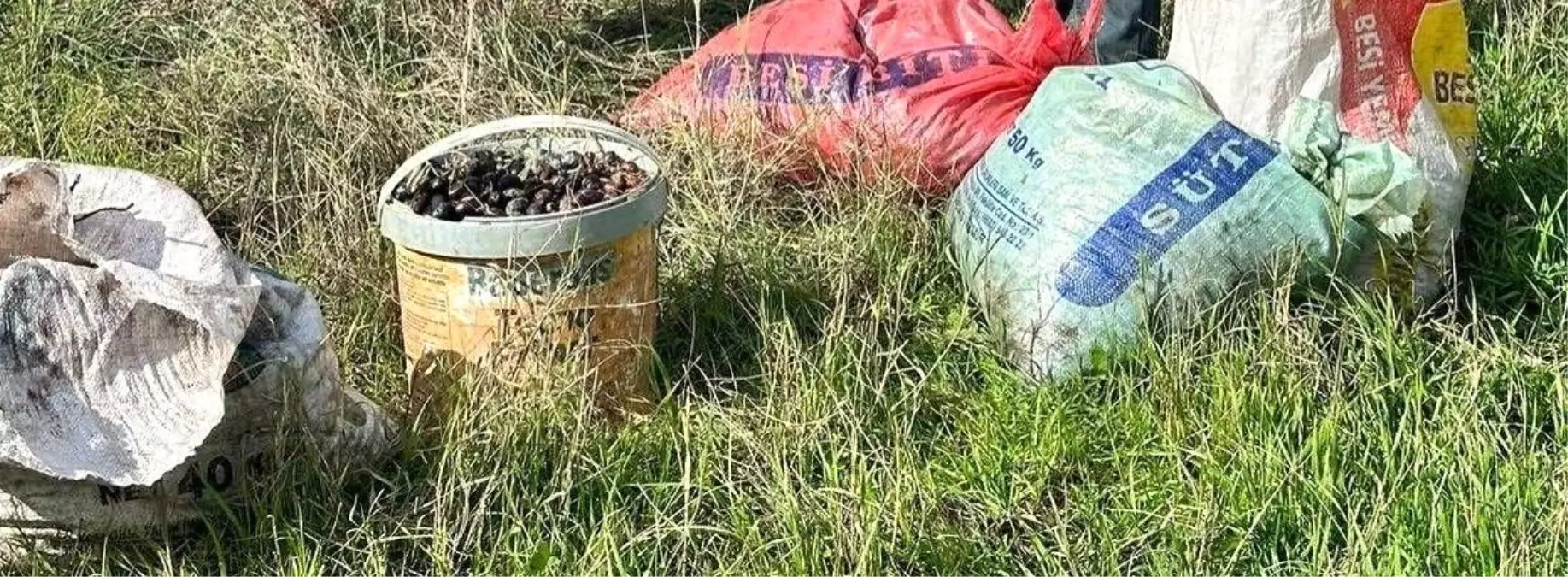 Zeytin Hırsızı Suçüstü Yakalandı